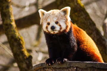 friendly red panda sitting on a tree. ailurus fulgens looking peacefully