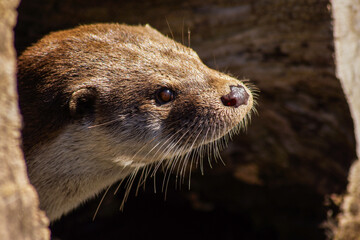fish otter on a rock, close up of a brown eyed otter with brown fur
