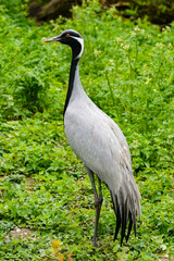grey maiden crane with green background