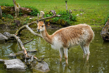 guanaco standing in the water next to the grass