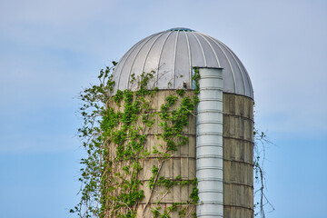 Blue sky summer day, ivy climbing old corn or grain silo © Nicholas J. Klein