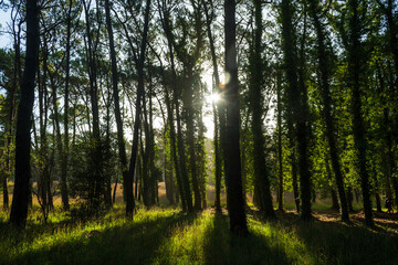 Rays of sunlight passing through the trees of a forest.