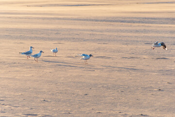 Seagulls on the sand of the beach looking for crumbs when the tourists leave at sunset.