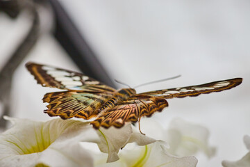 Parthenos Sylvia butterfly with wings open ready to take off from pretty white flowers