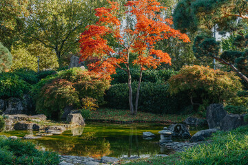 Beautiful calm scene in spring Japanese garden. Japan autumn image. Beautiful Japanese garden with a pond and red leaves. Pond in a Japanese garden.