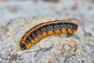 Macro close up Eastern Tent Caterpillar stock photo in natural habitat on textured rock