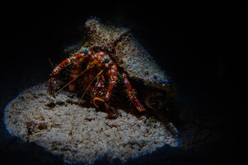 Hermit crab 