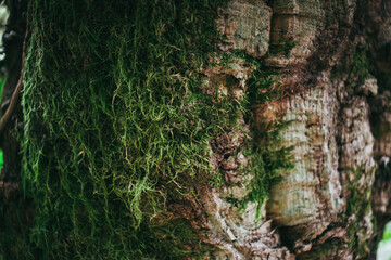 Detalles del bosque en Galicia