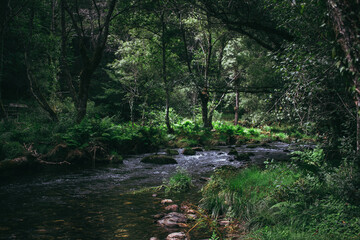 Detalles del bosque en Galicia