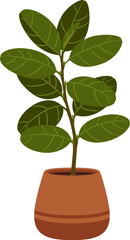 Fototapeta na wymiar Ficus plant in pot, isolated cartoon vector indoor flower in clay flowerpot, with lush green leaves and elegant growth, it adds a touch of natural beauty, greenery and elegance to home or office space
