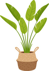 Banana tree plant in pot, vector lush tropical foliage. Compact container-friendly size, ideal for indoor or patio spaces, adds a touch of exotic beauty and brings a sense of freshness and greenery