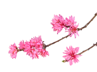 ククモモ　4月撮影