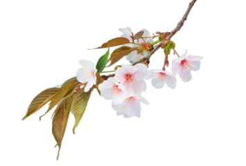 ヤマザクラ　4月撮影