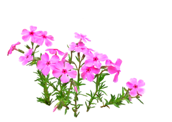 シバザクラ　4月撮影