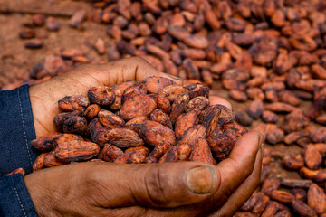 Fresh cocoa cut exposing cocoa nibs