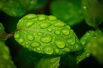 water drops on a green leaf