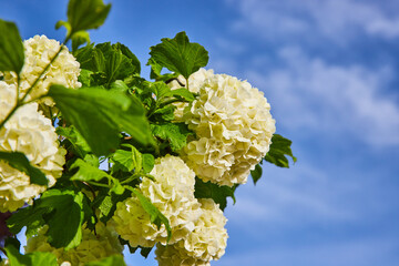 Puffy white hydrangeas hortensia flowers budding on branches under bright blue sky wispy clouds