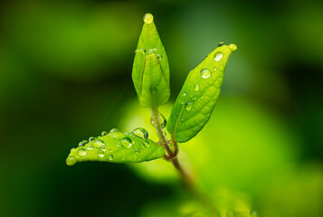 green leaf with drops