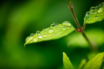 leaf with water drops