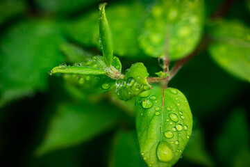 leaf with dew drops