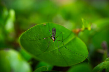 Fototapeta premium Insect on a green leaf
