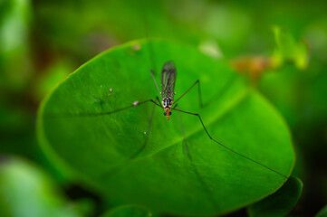 Insect on a green leaf