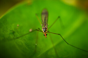 Insect on a green leaf