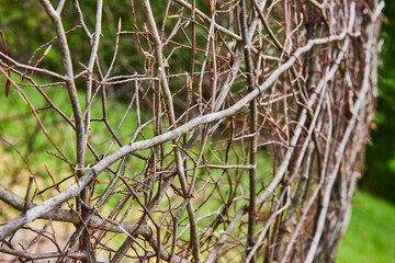 Curving ball of dead vines and twigs abstract art in Oxygen close up at Bernheim Forest