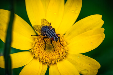 Flowers enjoying the irish rain