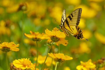 butterfly on flower