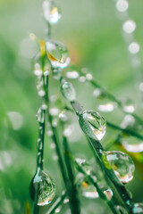  herbal background. green grass with drops.Earth Day. Grass stems and water drops macro background.Wet grass after rain.plant texture in green natural tones.Beautiful drops on plants.