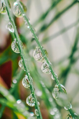 green grass with drops.Earth Day. plant texture in green natural tones. herbal background.Beautiful drops on plants.Grass stems and water drops macro background. 