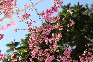 pink cherry blossom. pink cherry tree. pink, green and blue in nature. beautiful colors of nature.