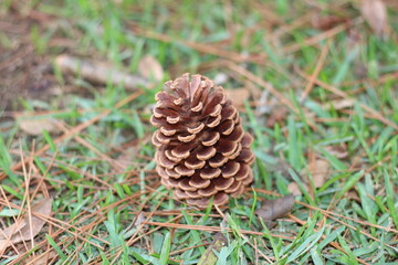 pine cone on the ground. pine cone on the grass. nature details. brown and green in nature.