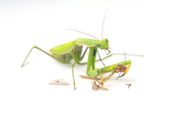 praying mantis eats a grasshopper close-up on a white background. Hunting in the world of insects. Prey for eating insects