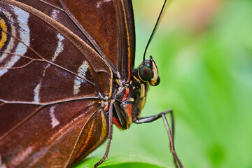 Blue Morpho butterfly close up of face and legs and wings with blurry green background