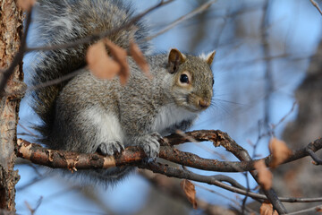 Naklejka na ściany i meble Eastern Gray Squirrel Sitting On Tree Branch