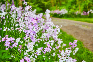 Obraz premium Close up of Dames Rocket perennial flowers on side of gravel road