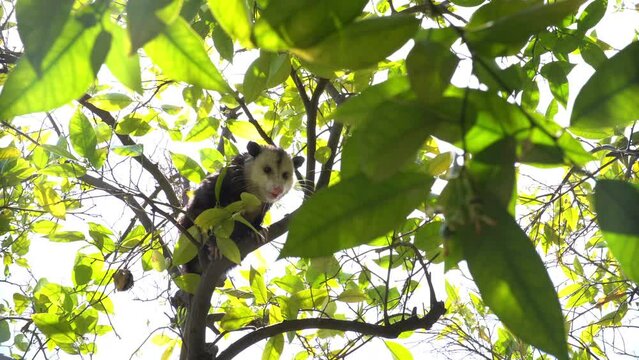 Possum Sitting in Orange Tree. Slider shot right to left. Lens flares, Possum Looking Around 