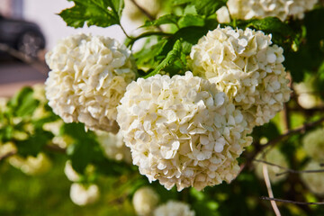 Puffy white hydrangeas hortensia flowers budding on branches blurred background asset