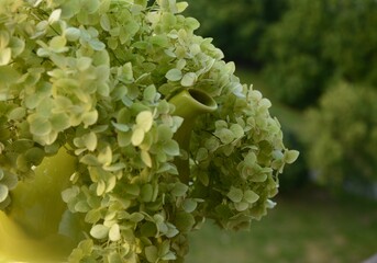 Green hydrangea in a green teapot on the background of the garden