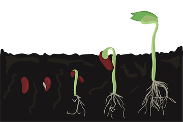 Growth stages of bean plant. Bean growing stages vector illustration - obrazy, fototapety, plakaty