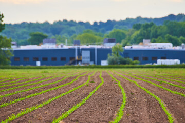 Fototapeta premium Neat rows of young crop sprouting in dirt field with blurred building and distant trees