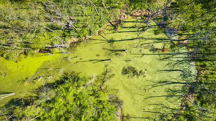 Long shadows from dead trees over downward view of boggy swamp
