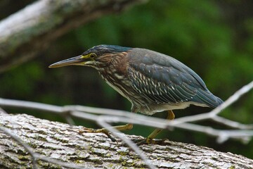 Green heron patiently observing waters for fish
