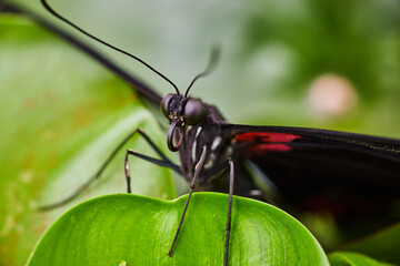 Macro face view Scarlet Memnon with front legs on water lettuce leaf with red and black wings open