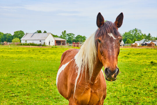 Close up of friendly brown and white paint horse with brown and blond mane