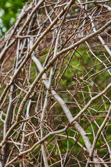 Abstract art of curving ball of vines with blurry tree background asset of Oxygen in Bernheim Forest
