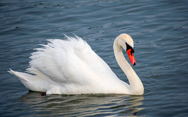 Closeup of a Mute Swan enjoying time at lake Ontario 