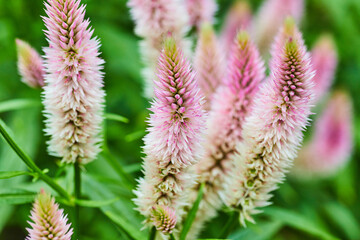 Obraz premium Silver Cocks Comb or Celosia plant with fuzzy comb of soft pink background asset